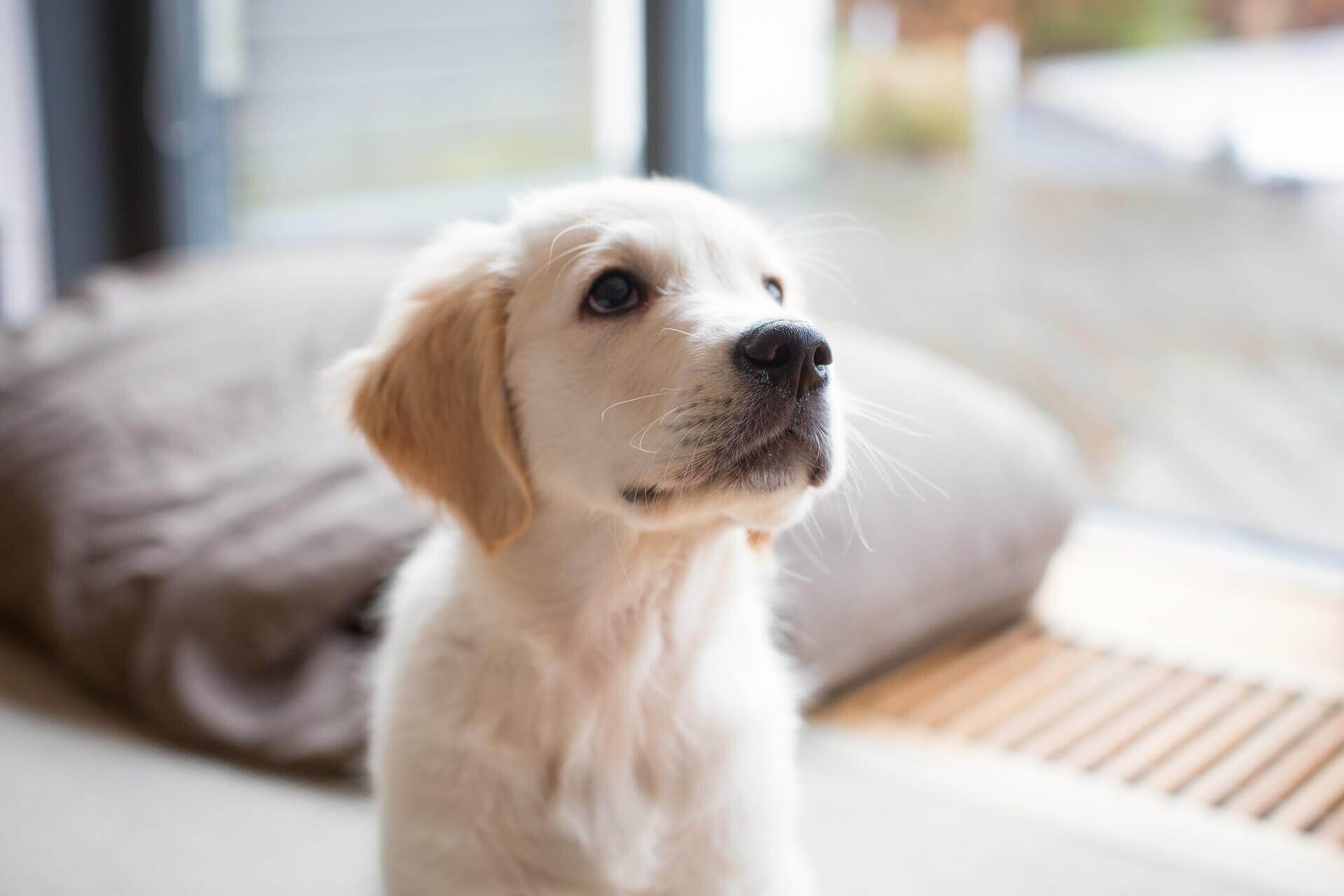 Почему собака сильно дышит и высовывает язык